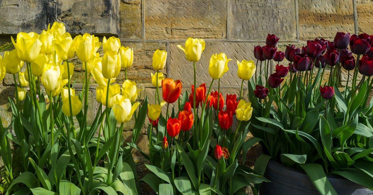 Kolorowa wiosna na balkonie: jakie kwiaty wybrać i jak je posadzić krok po kroku