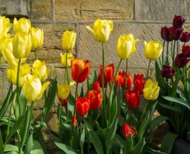 Kolorowa wiosna na balkonie: jakie kwiaty wybrać i jak je posadzić krok po kroku