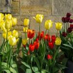 Kolorowa wiosna na balkonie: jakie kwiaty wybrać i jak je posadzić krok po kroku