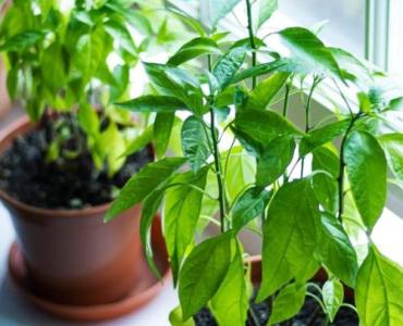 Parapet przez cztery pory roku: 24 pomysły na stylowe dekoracje okienne