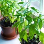 Parapet przez cztery pory roku: 24 pomysły na stylowe dekoracje okienne