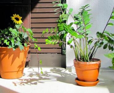 Balkon w kwitnącą oazę: prosty układ miniogrodu dla początkujących