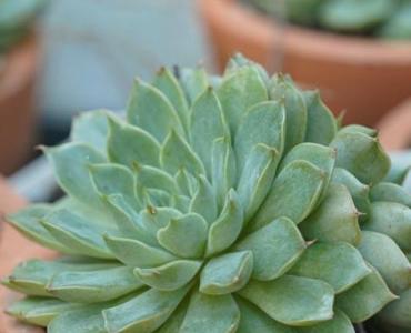 Balkon w pełnym słońcu? Te rośliny rozkwitną przy minimum wody