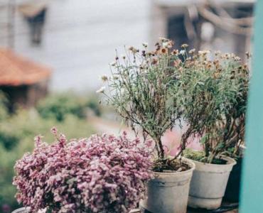 Cień też może kwitnąć: odkryj rośliny, które pokochają donice na Twoim balkonie