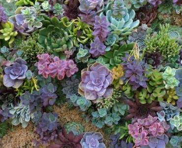 Mały ogród, wielki efekt: mało wymagające rośliny, które zadbają o siebie