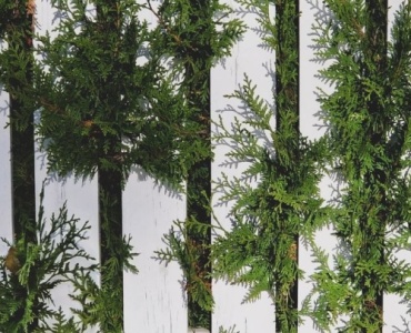 Żywa ściana dyskrecji: zbuduj na balkonie roślinny ekran prywatności (DIY)